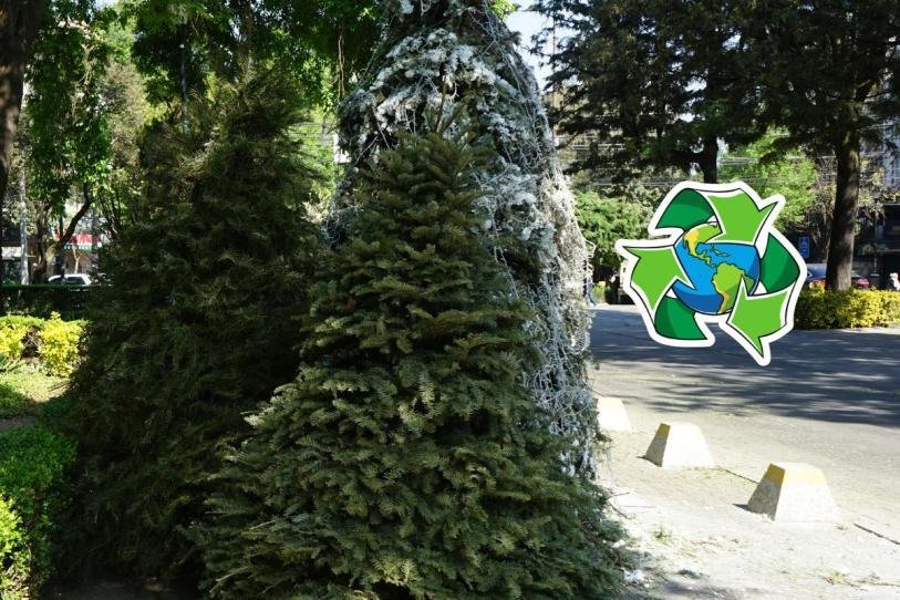 ¿Tu árbol de Navidad no es basura? Aquí te contamos por qué convertirlo en composta