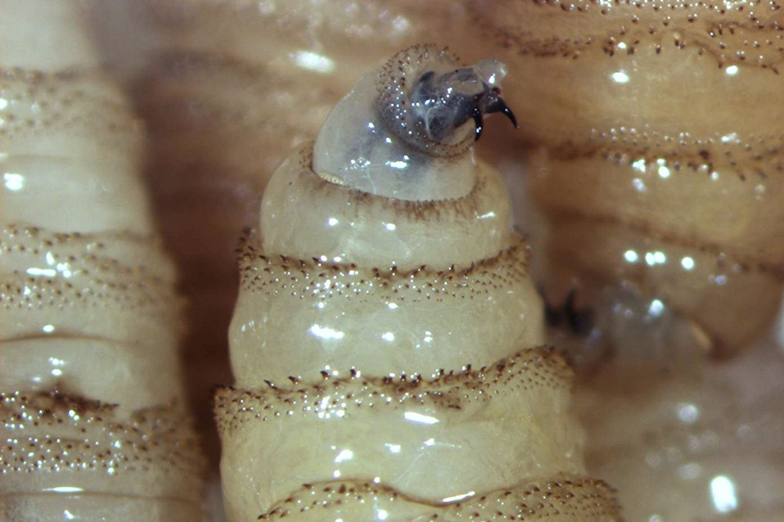 Alerta Sedarpa por aumento de mosca delgusano barrenador ante altas temperaturas