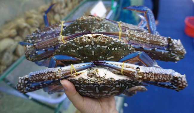 Se modifica veda de cangrejo azul en Veracruz