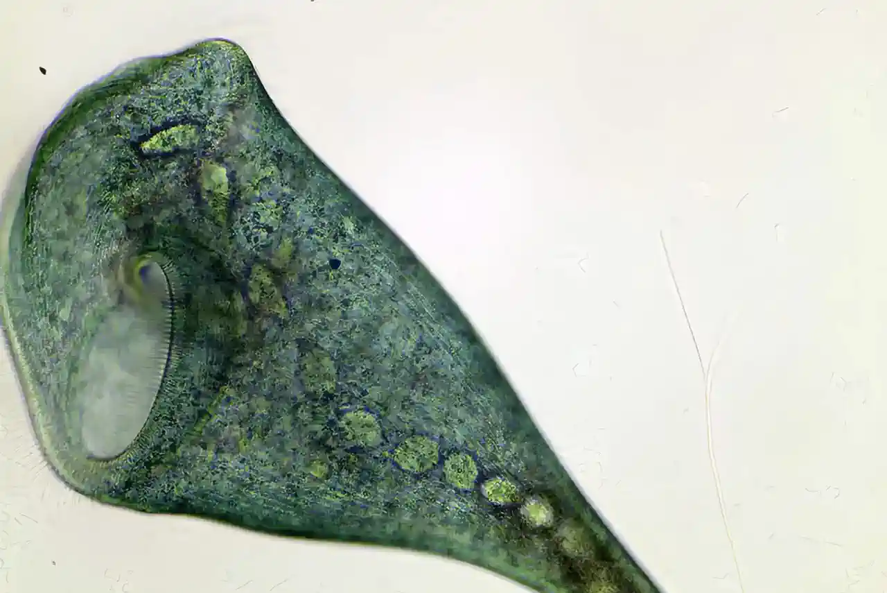 Un ser vivo con forma de trompeta demuestra que no hace falta un cerebro para ser inteligente