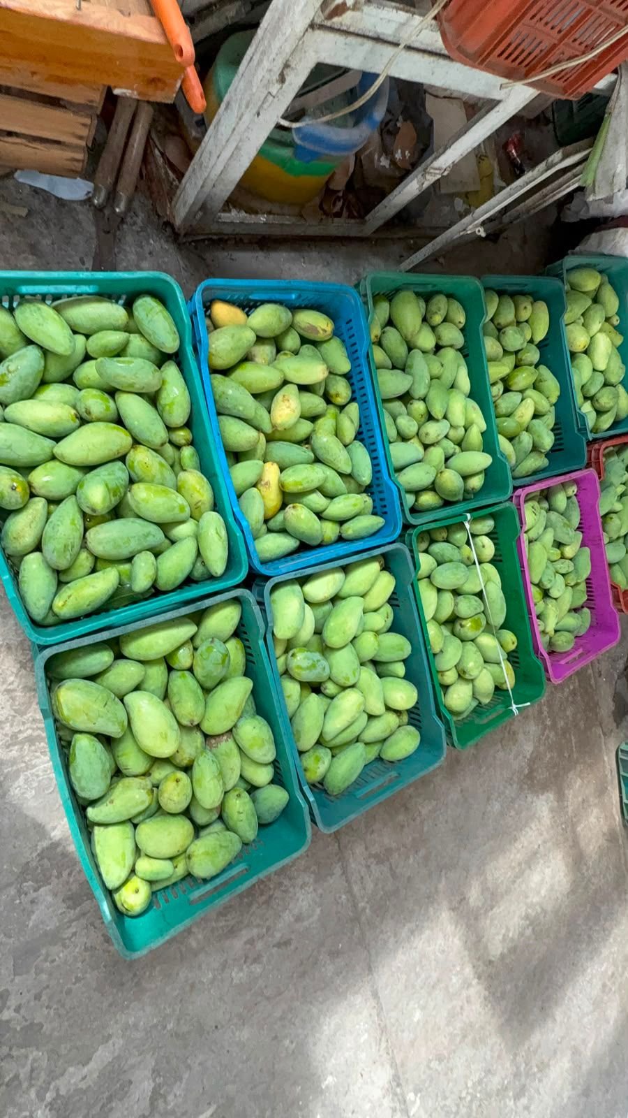 Clima acelera maduración de mango en Actopan; productores acusan pérdidas