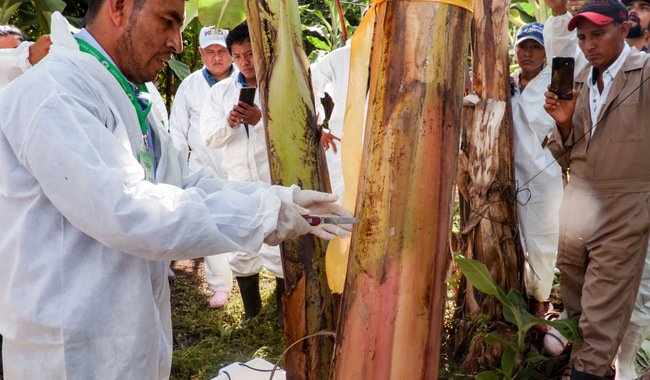 AGRICULTURA brinda acompañamiento permanente a las y los productores para proteger el cultivo de plátano