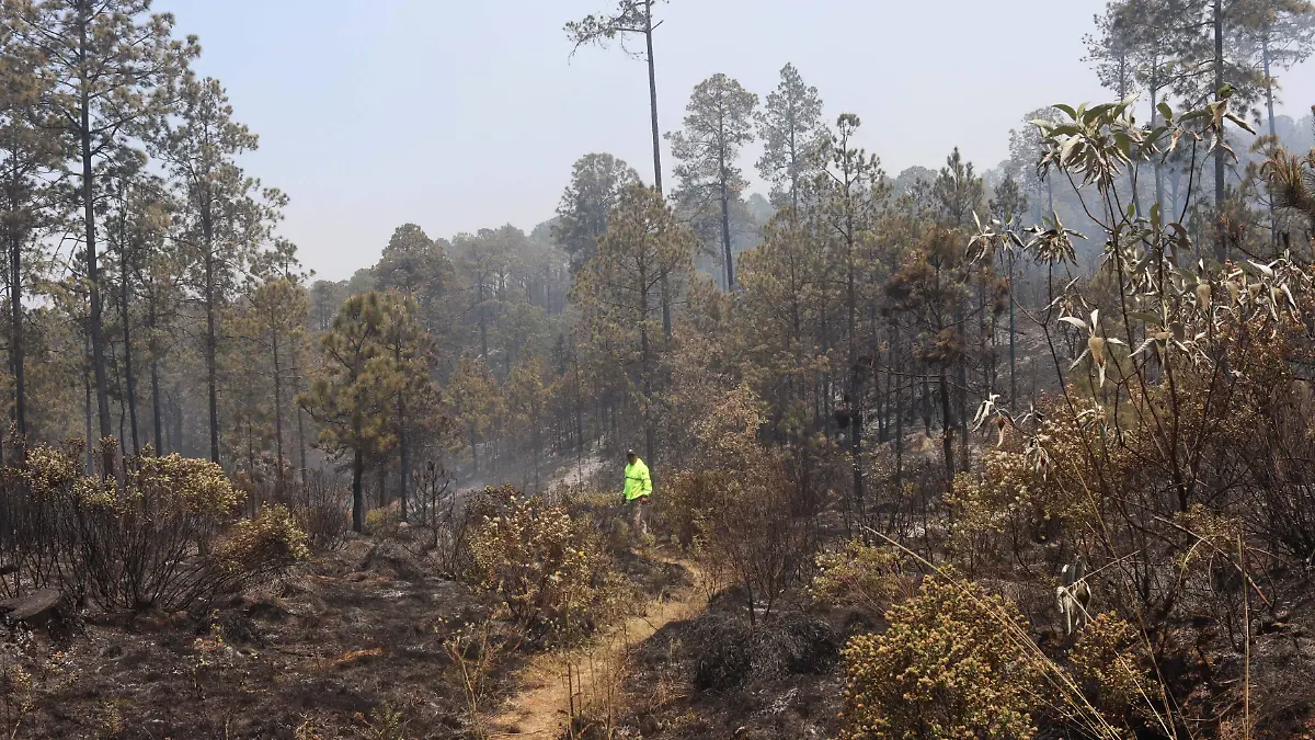 Veracruz pierde más de 13 mil hectáreas de bosque al año: expertos dan el diagnóstico para salvar ecosistemas