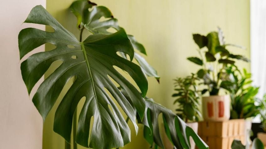 Plantas de interior que son perfectas para decorar y que parecen obras de arte