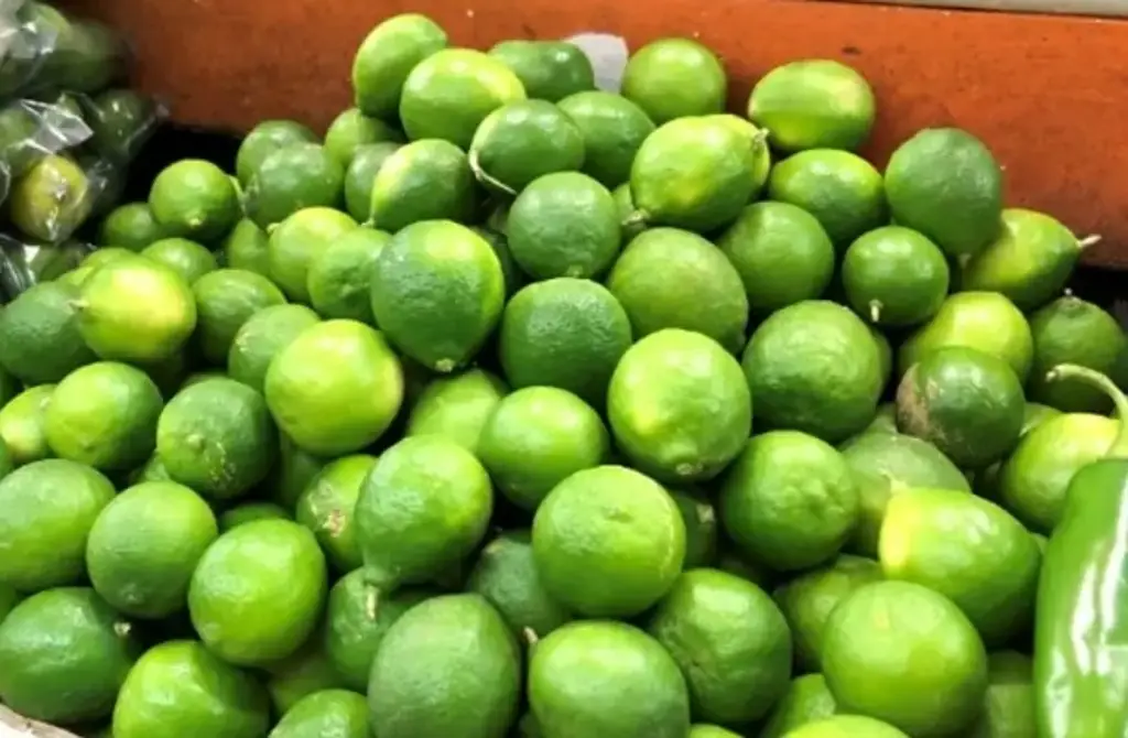 De Veracruz para el mundo: Productores exportan 21,4 toneladas de limón persa a Rusia